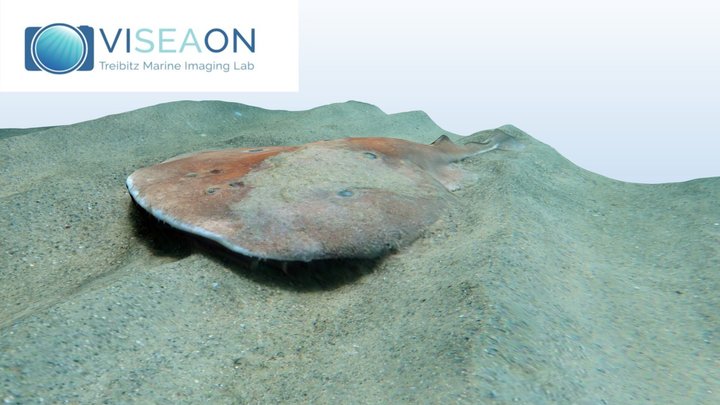 Torpedo ray 3D Model