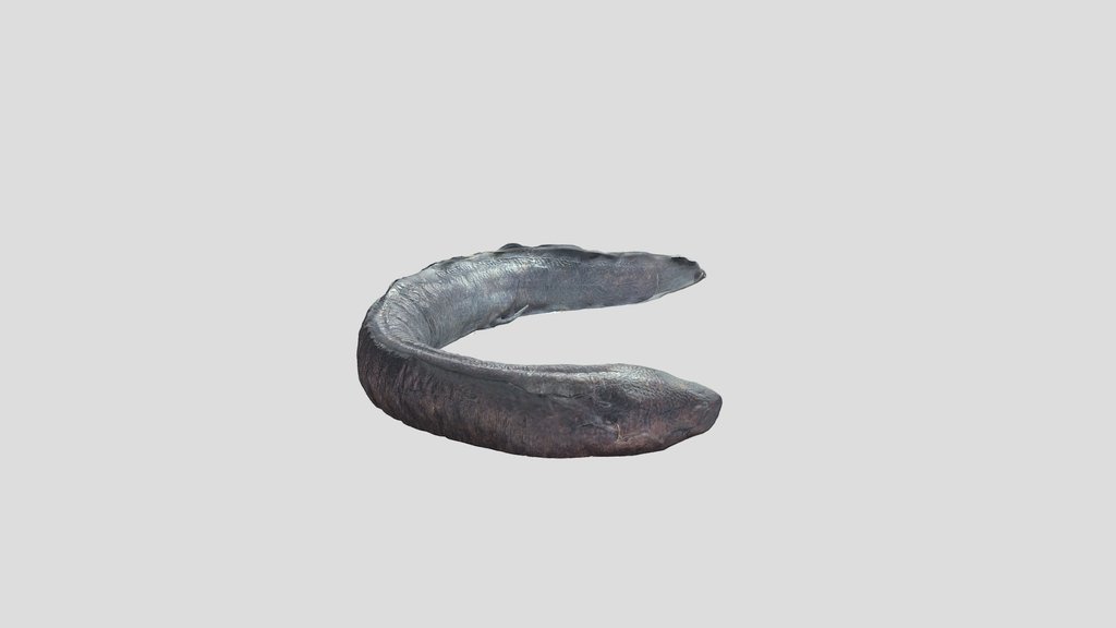 Pirambóia (Lepidosiren paradoxa)