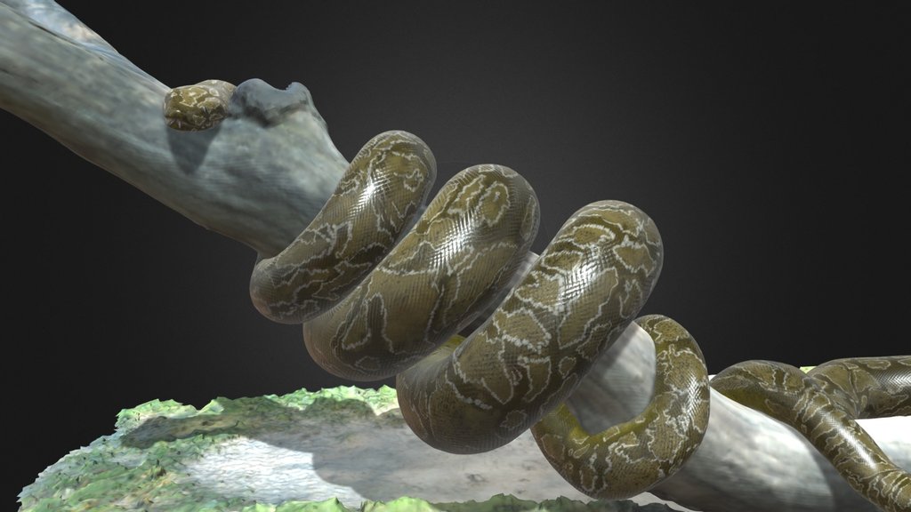 ANACONDA