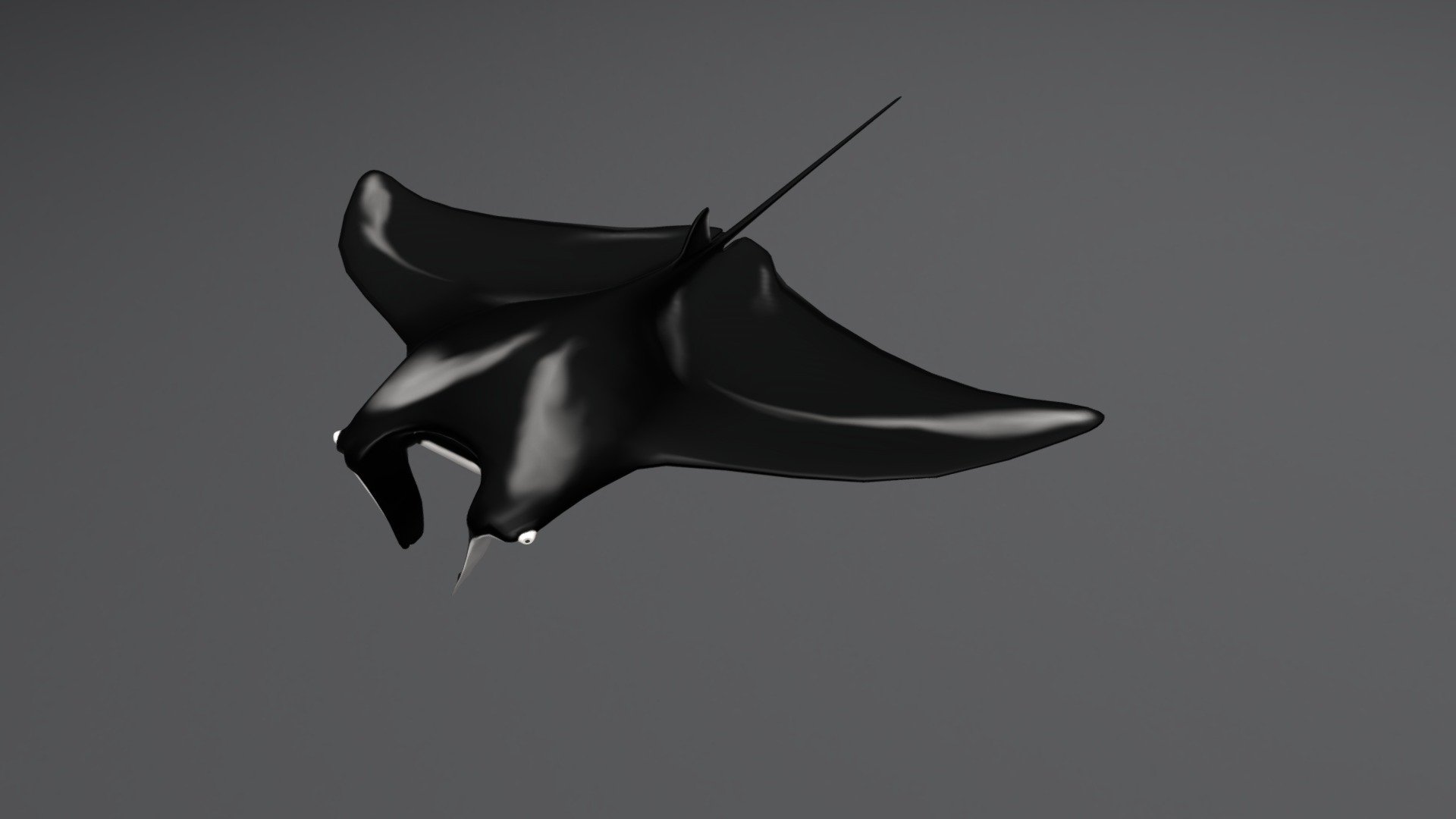 Manta Ray