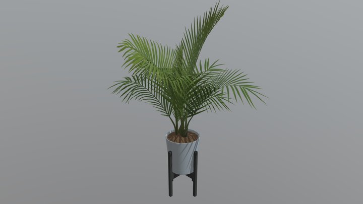Indoor Live House Plants 3D Model