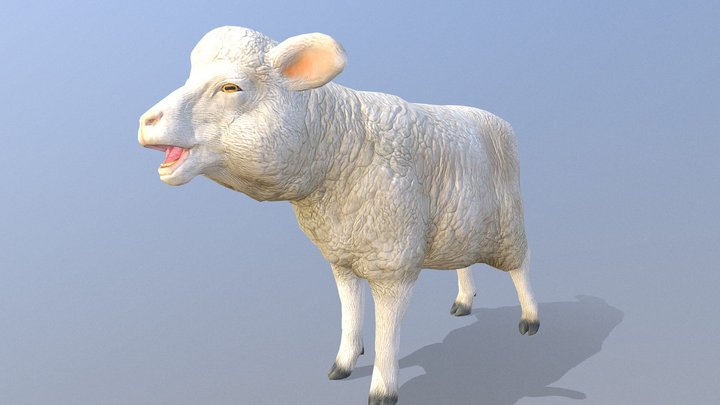 Sheep 3D models - Sketchfab
