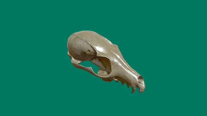 Grey Fox cranium 3D Model