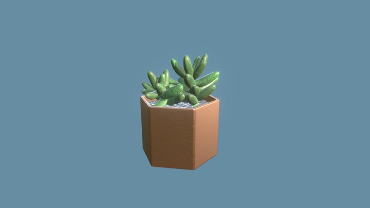 Sedum Golden Glow Cactus 3D Model