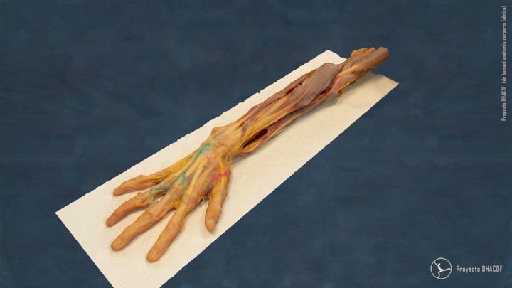 Dorso brazo y mano AR 3D Model