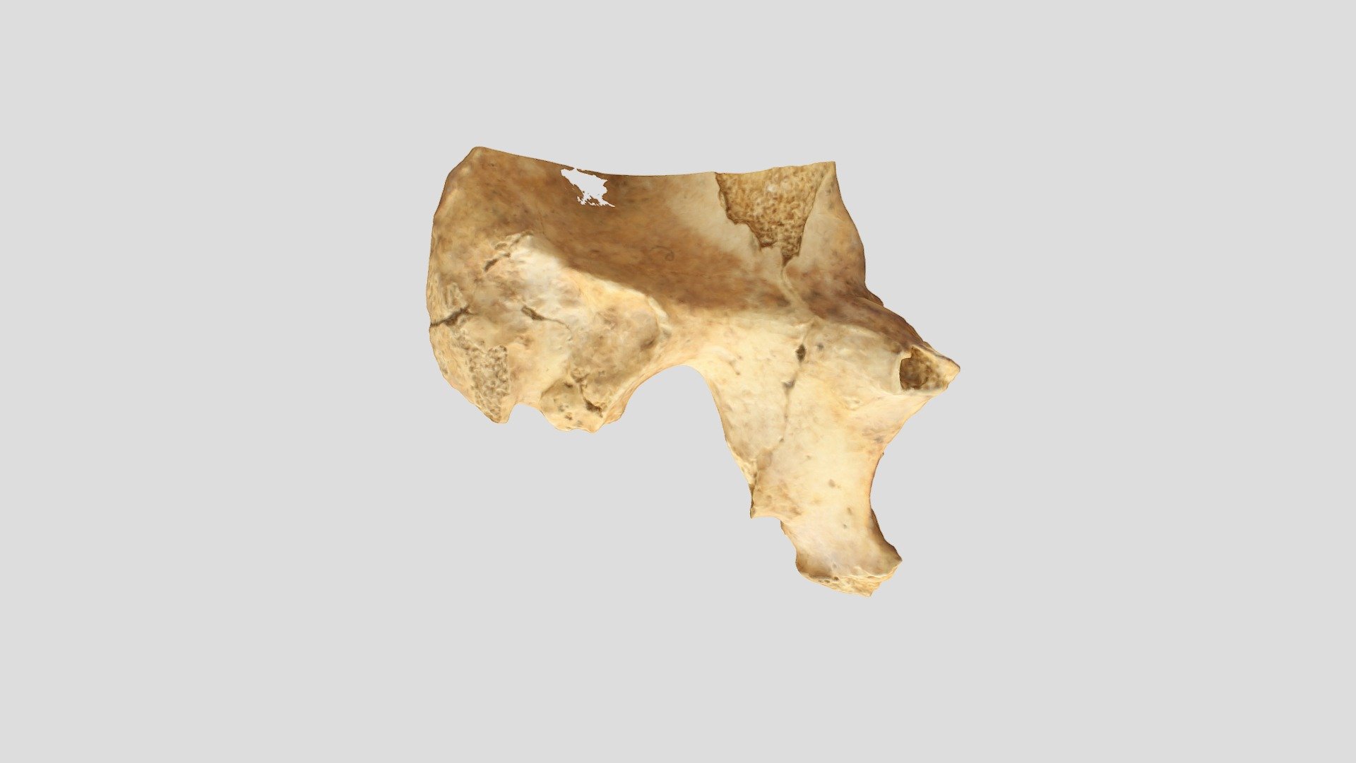 Qasr Hallabat Cistern Individual 1 Pelvis View 2