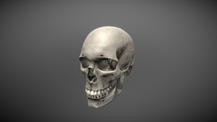 Skull Tex 3D Model