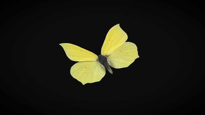Common Brimstone