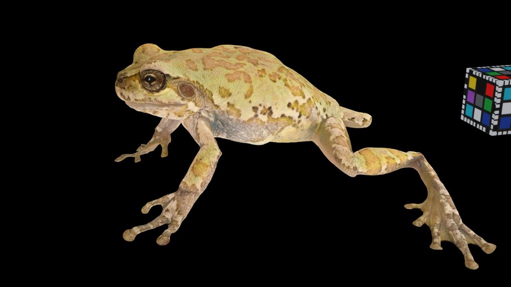 CC0 ニホンアマガエル斑 🐸 ♀ Japanese Tree Frog