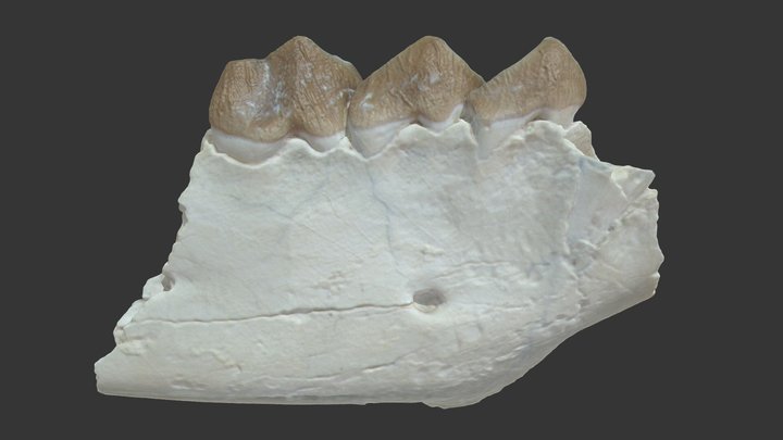 Mammalian: Merycoidodon 3D Model