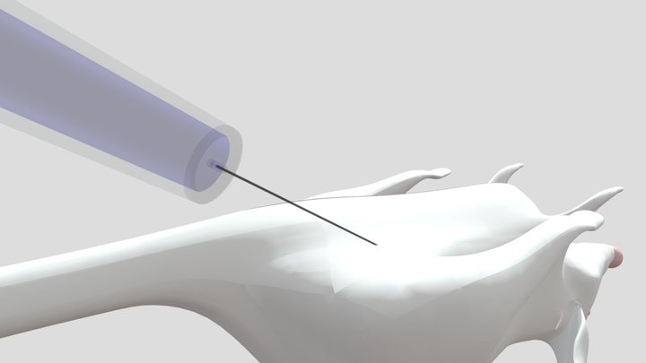 Intraperitoneal injection on mice class material 3D Model