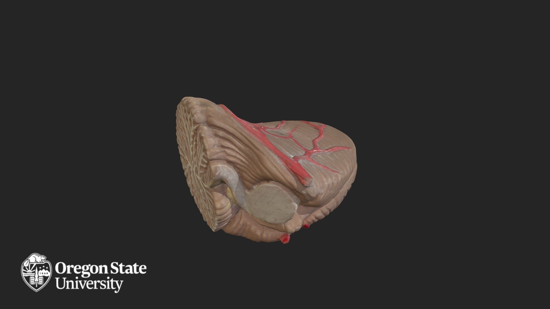 Cerebellum - Left - 3D model by Oregon State University | Ecampus ...