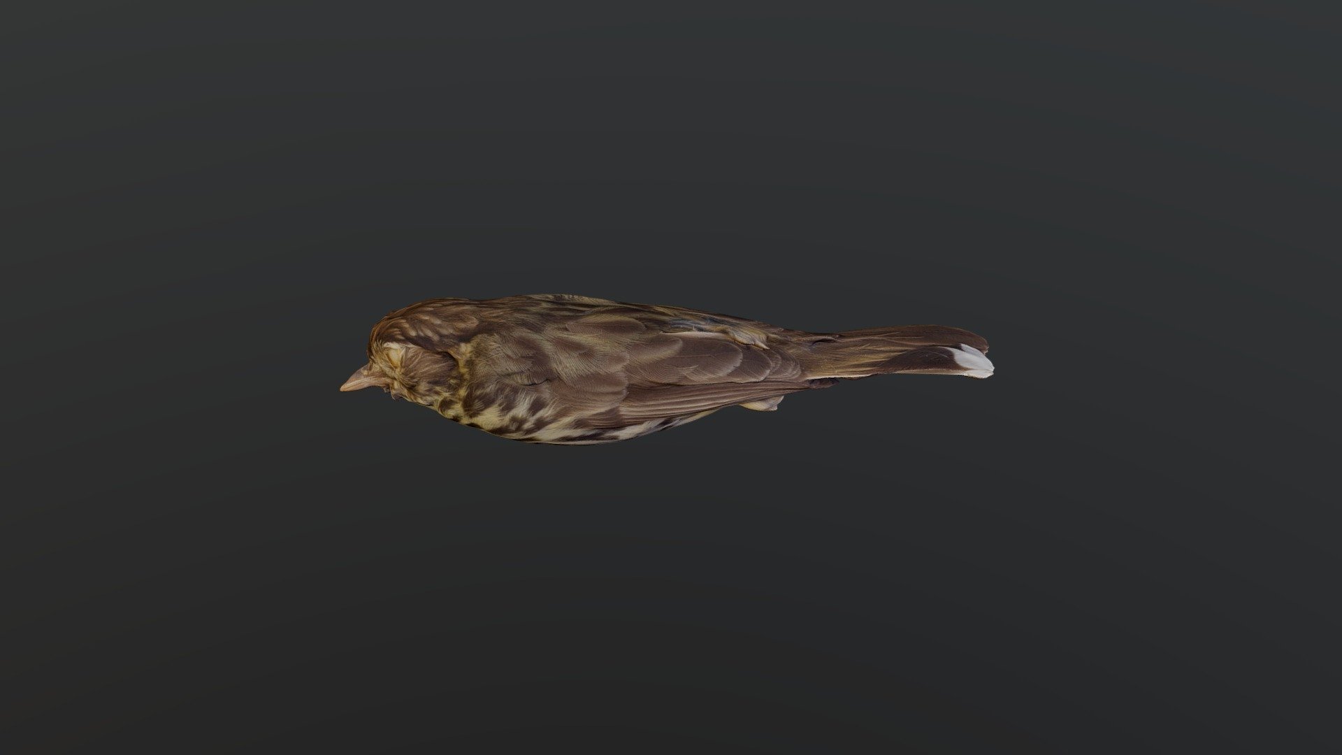 Speckled Warbler - Pyrrholaemus sagittata
