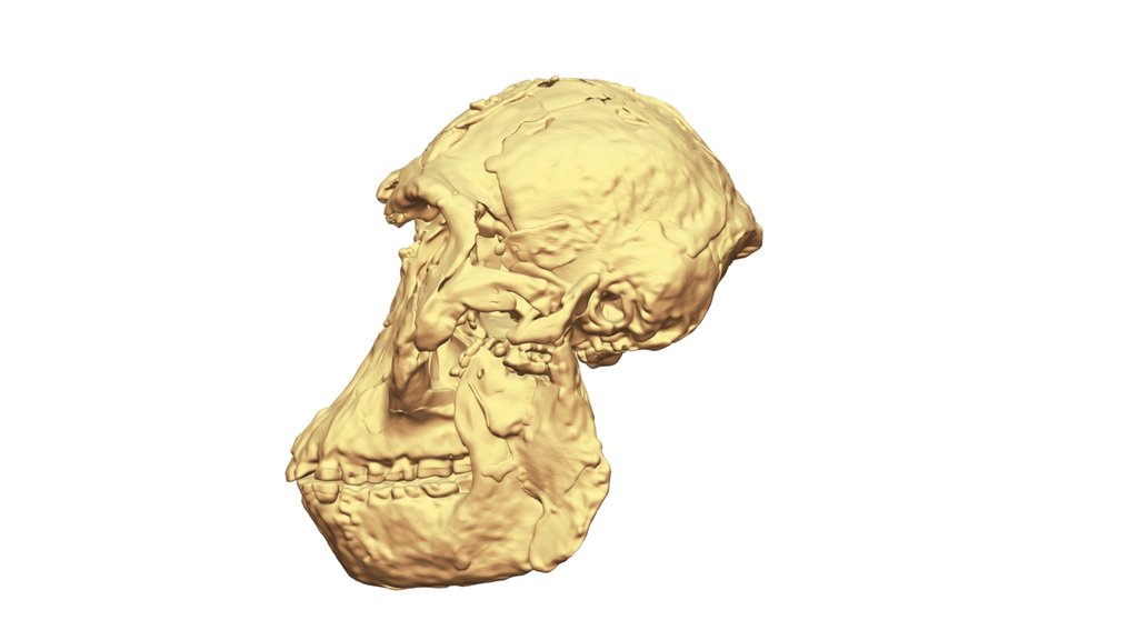 Little Foot Reconstruction2
