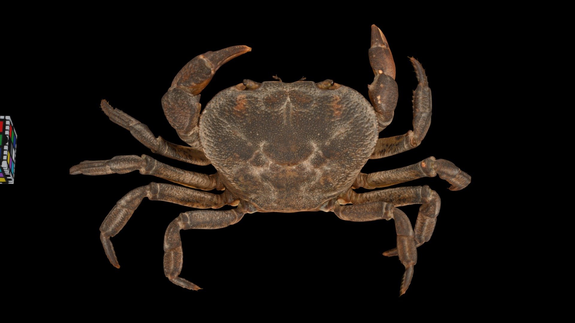 アラモトサワガニ ♀ River Crab, Geothelphusa aramotoi