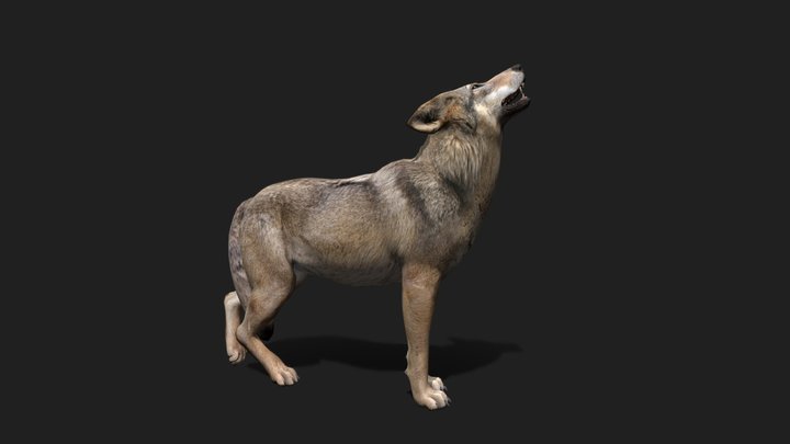 Wolf (Demo Free Download) 3D Model