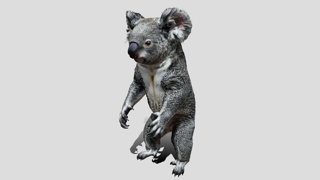 Curious Koala