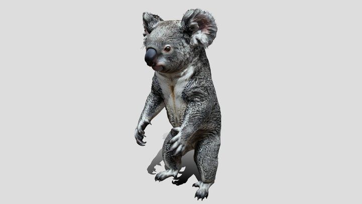 Curious Koala