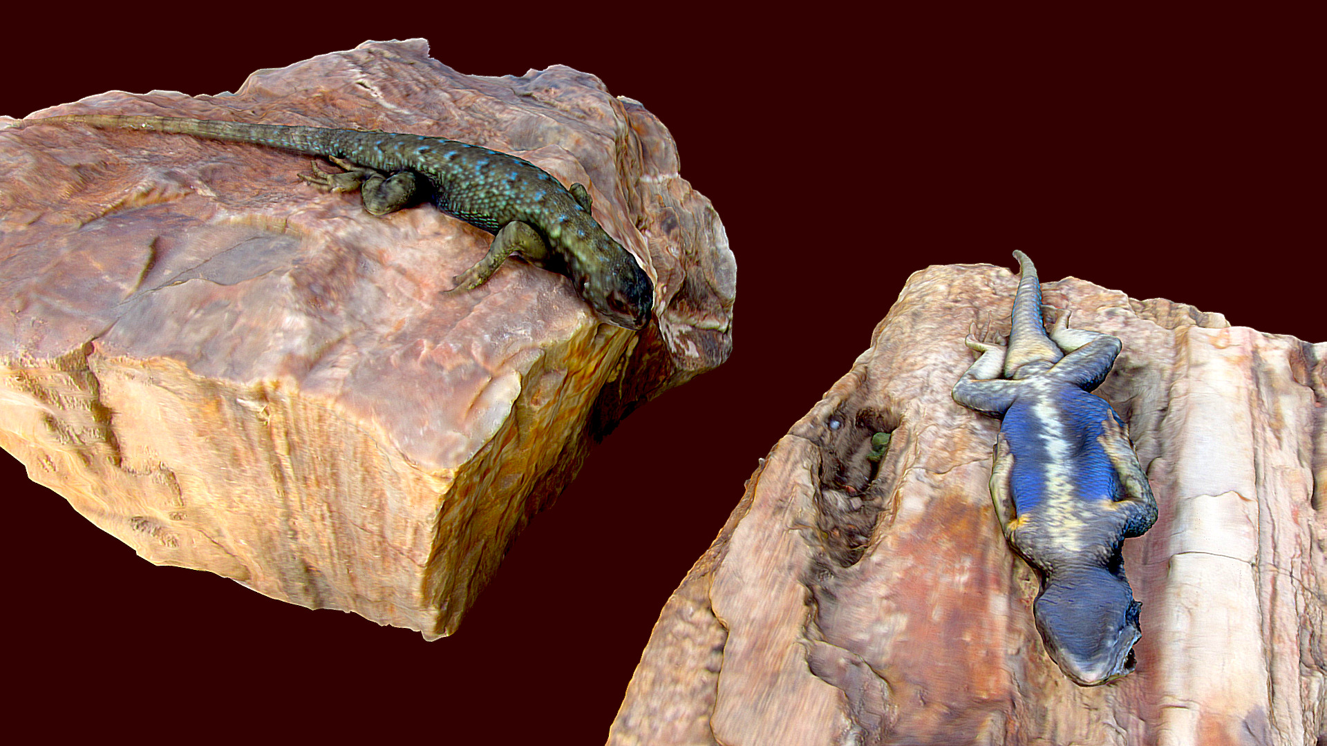 3D model Blue Belly Lizards - This is a 3D model of the Blue Belly Lizards. The 3D model is about a lizard on a log.