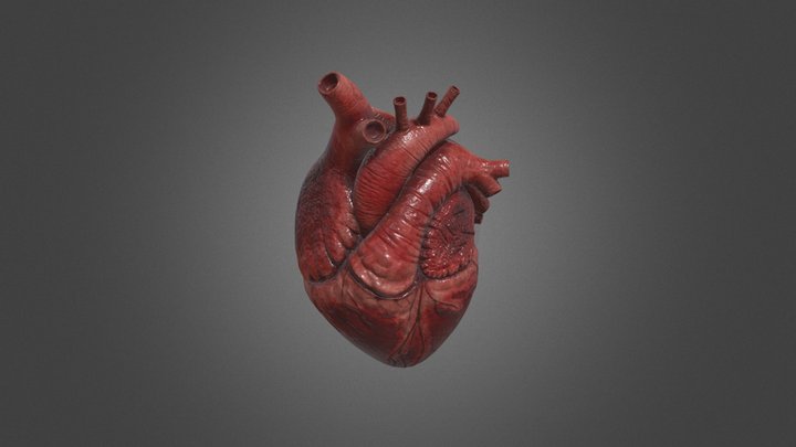 Human Heart 3D Model