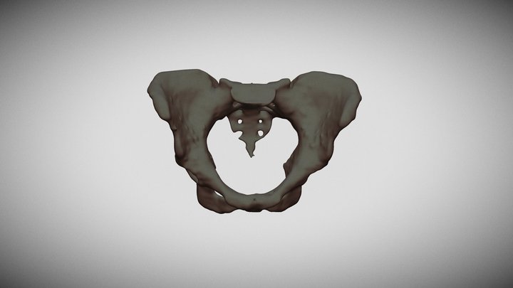 Female human pelvis 3D Model