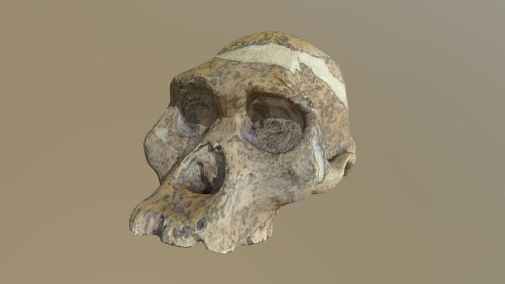 Australopithecus Africanus' skull (Mrs. Ples)