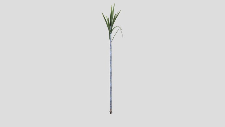 Suger Cane (rigged ) 3D Model