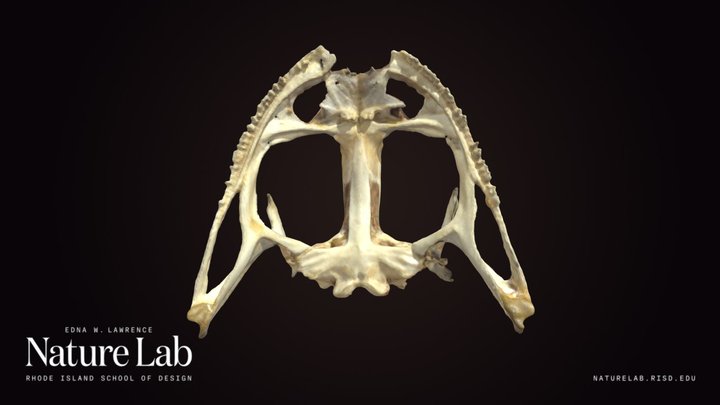 Frog Skull