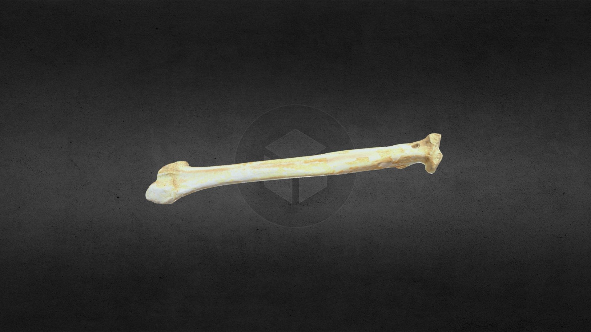 MSCC007 Ursus americanus Left Radius