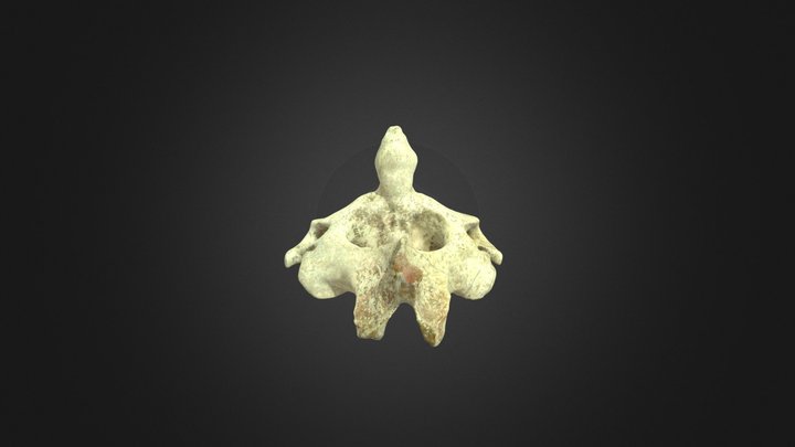 Segunda vertebra cervical (C2) Axis 3D Model