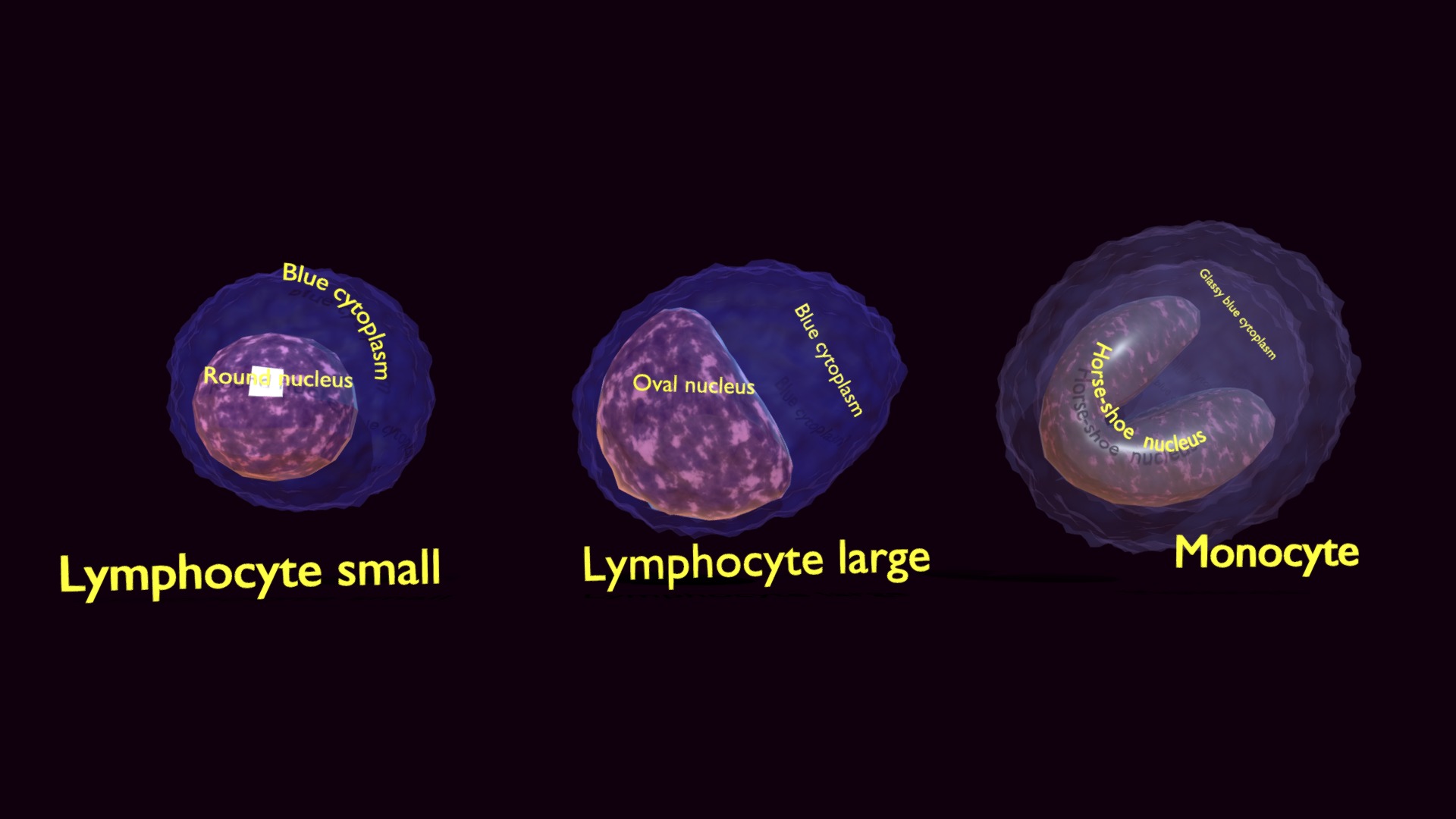 3D model Agranulocytes Lymphocyte Monocyte - This is a 3D model of the Agranulocytes Lymphocyte Monocyte. The 3D model is about diagram.