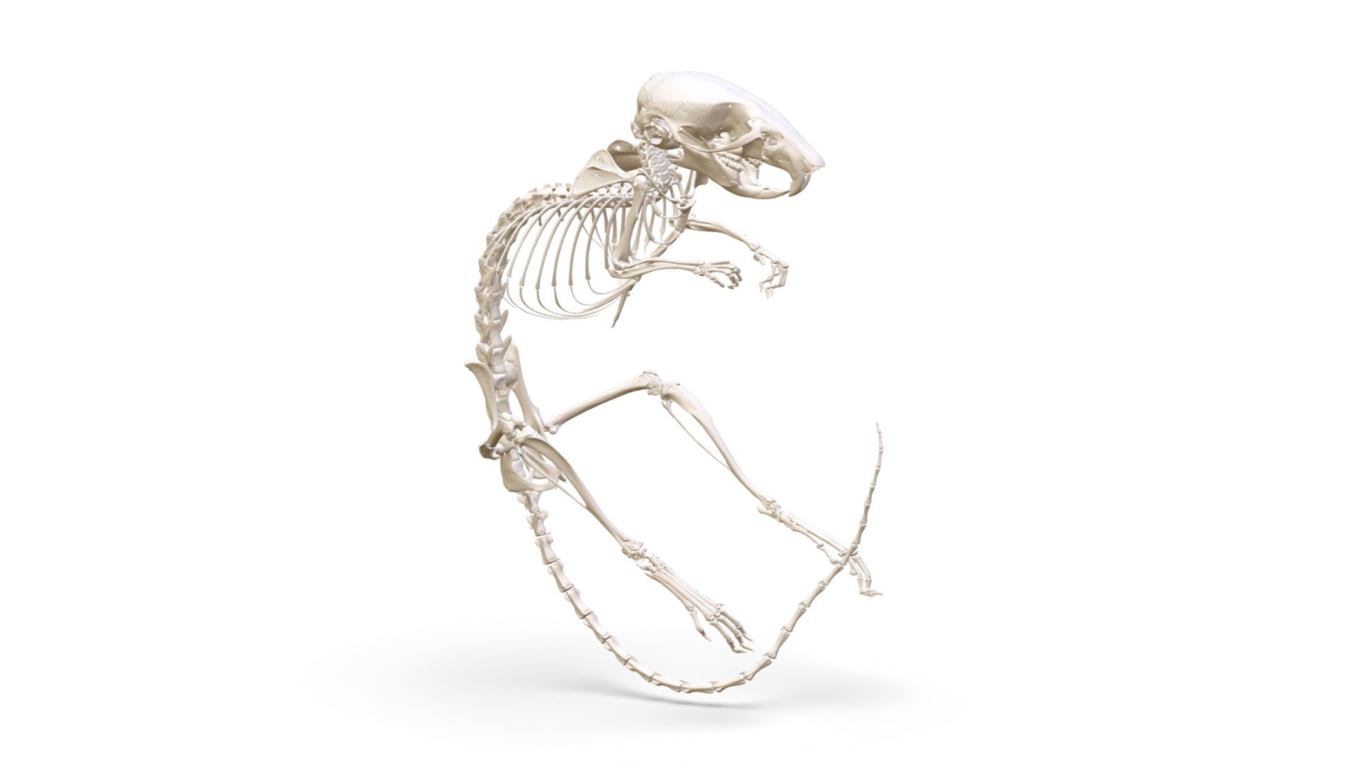 Apodemus uralensis (MSB:Mamm:249414) - 3D model by Biodiversity ...