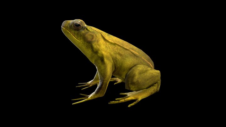 AA Green frog 3D Model