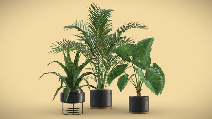 Indoor Plants Pack 08 3D Model