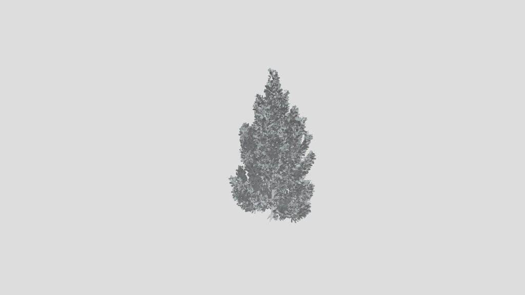 Pine Tree Pinus Flexilis Animated