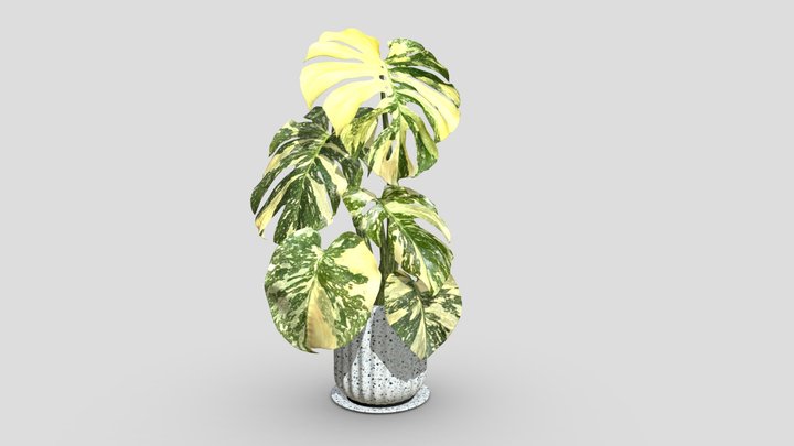 Cream Brule Monstera Variegated 3D Model