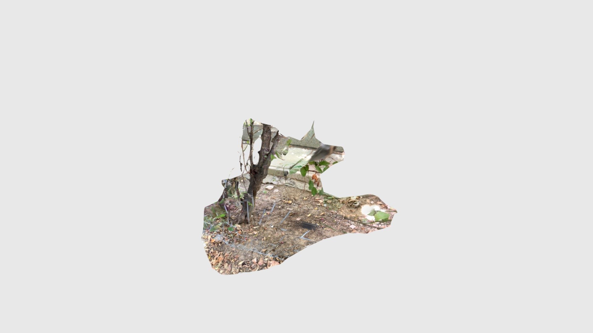 ground and tree texture