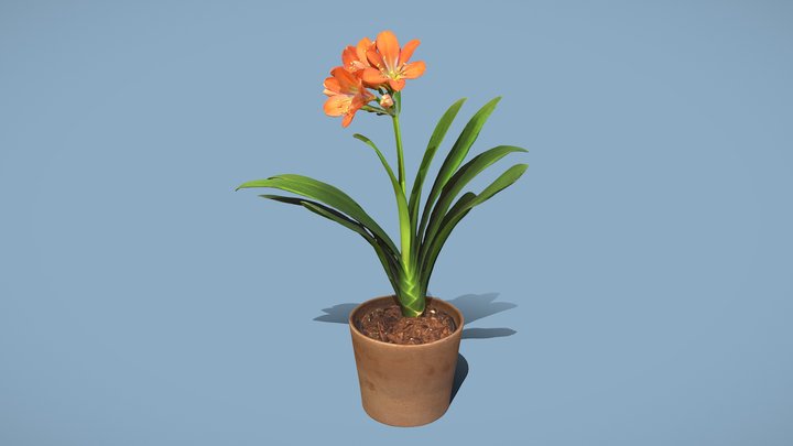 Bush lily 3D Model