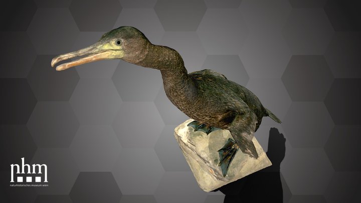 Flightless Cormorant