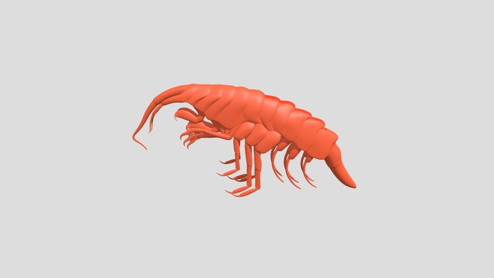 Amphipoda 3D Model