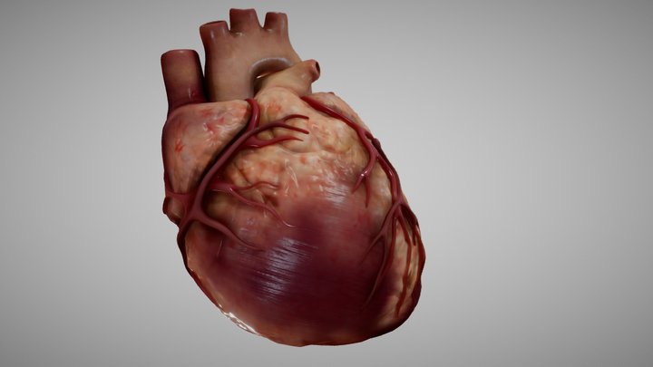 adult heart 3D Model