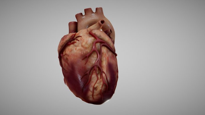 adult heart 3D Model