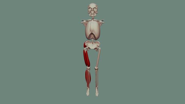 leg muscle studies 3D Model