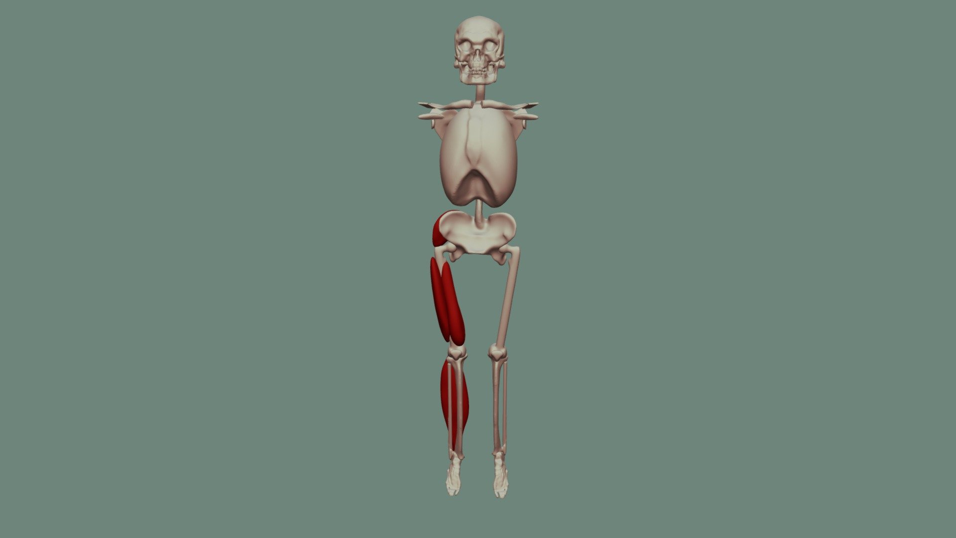 leg muscle studies