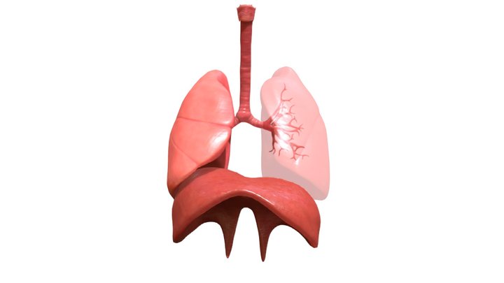 Human Respiratory System Alembic Animation 3D Model