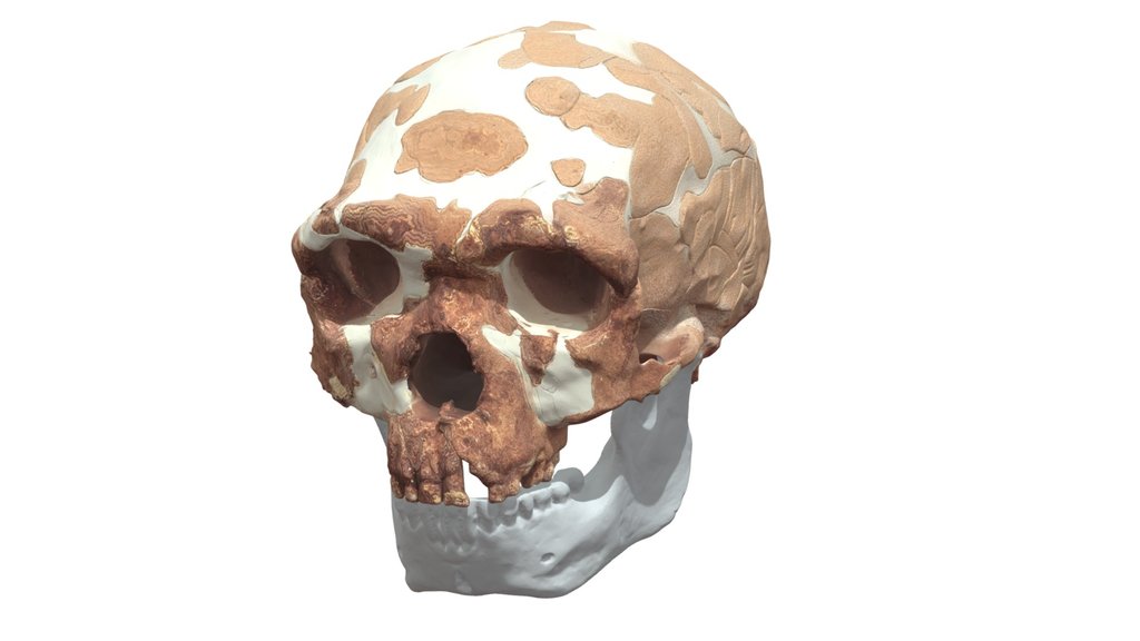 Jinniushan Cranium and Mandible Reconstruction