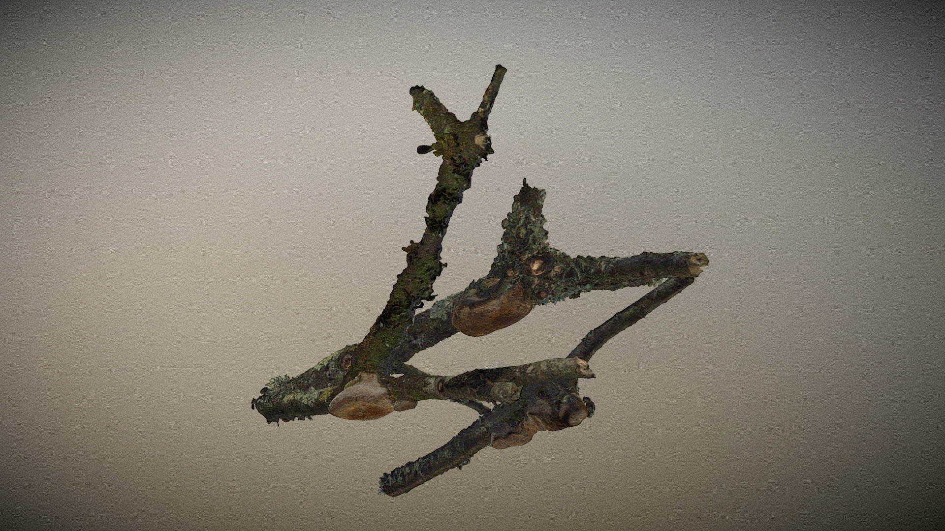 Real fungus Scan 3D - Phellineus pomaceus