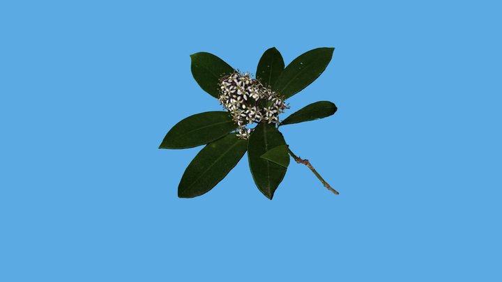ミヤマシキミ（花序）/ Japanese skimmia (inflorescence) 3D Model