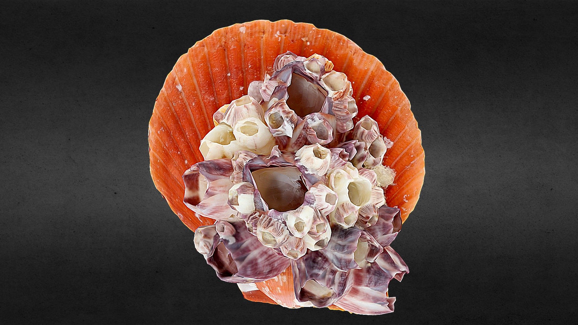 Orange Scallop with Barnacles — Sketchfab embed 3D viewer