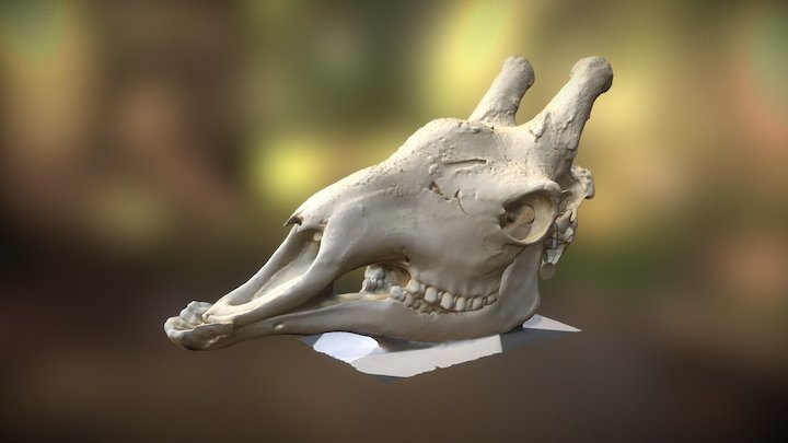 Giraffe skull